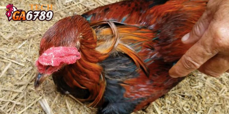 Bệnh thường gặp trên gà chọi như dịch tả