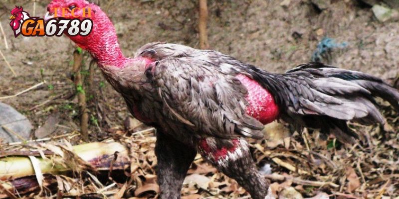 Bệnh thường gặp trên gà chọi phổ biến như hô hấp mãn tính