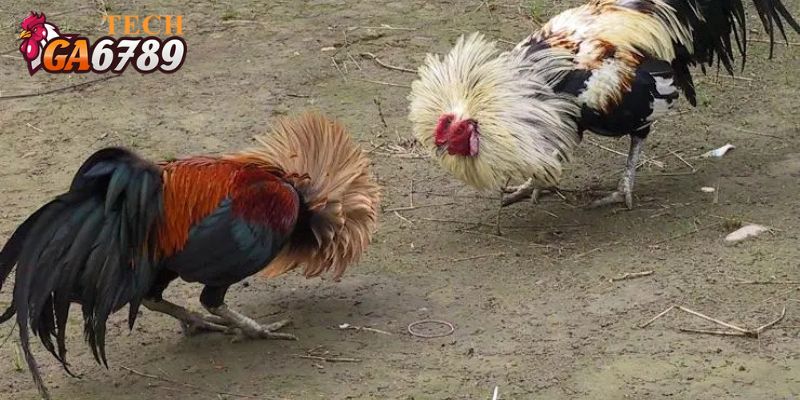 Cách xem màu mạng đá gà thông qua mệnh