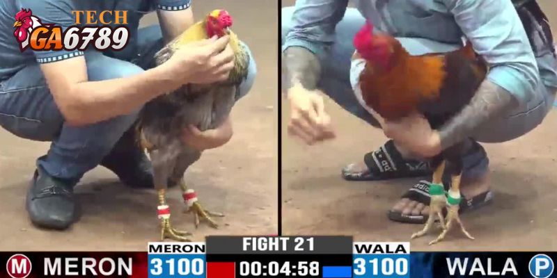 Đá gà CPC1 được tường thuật từ bồ gà đẳng cấp tại Thomo