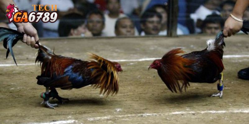 Đá gà cựa là loại hình nổi bật tại sảnh đá gà SV388