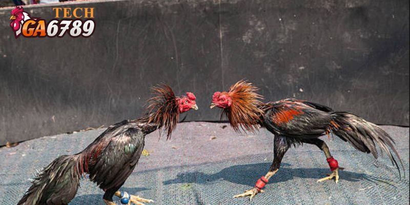 Kiểm tra cựa của gà chiến trước khi bước lên sới đá gà CPC2