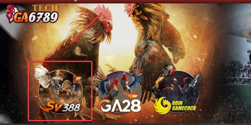 Sảnh cược đá gà SV388 uy tín và chất lượng hàng đầu