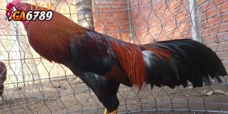 Tụ huyết trùng là bệnh thường gặp trên gà chọi