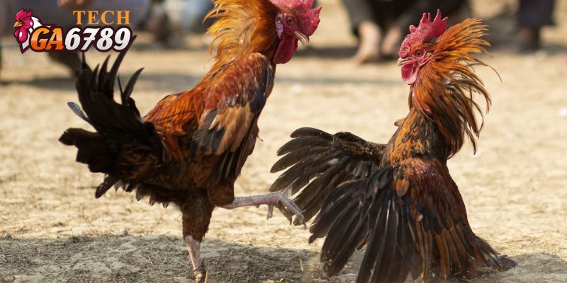 Xem đá gà CPC3 tại Ga6789 nhanh chóng
